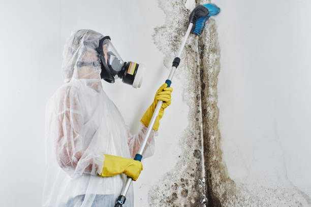 Best Certified Mold Removal  in Lakeland Highlands, FL