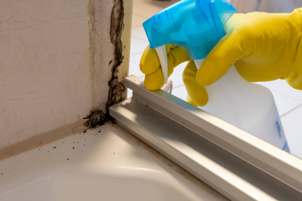 Certified Mold Removal in Lakeland Highlands, FL