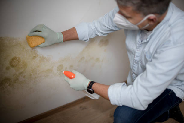 Attic Mold Removal in Lakeland Highlands, FL