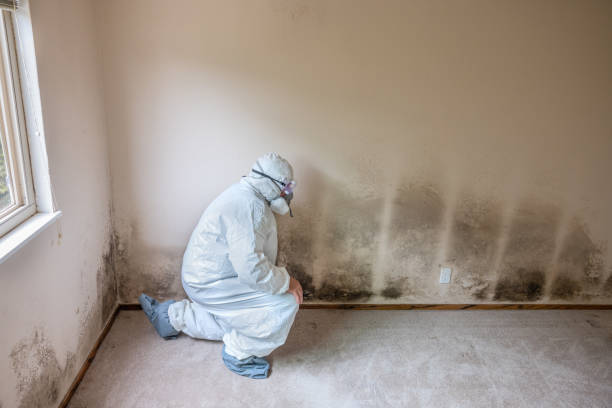 Best Commercial Mold Removal  in Lakeland Highlands, FL