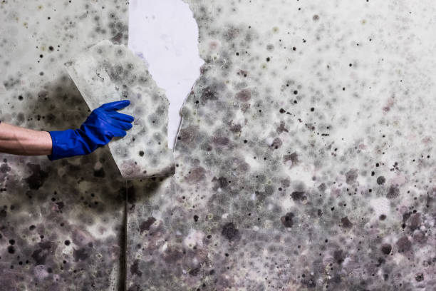 Best Residential Mold Removal  in Lakeland Highlands, FL